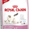 Royal Canin Mother and Baby Cat