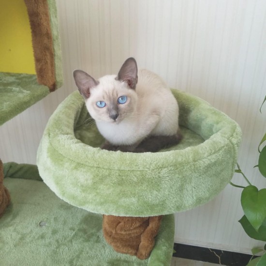 Драскало за котка Форест Драскало за котка Форест