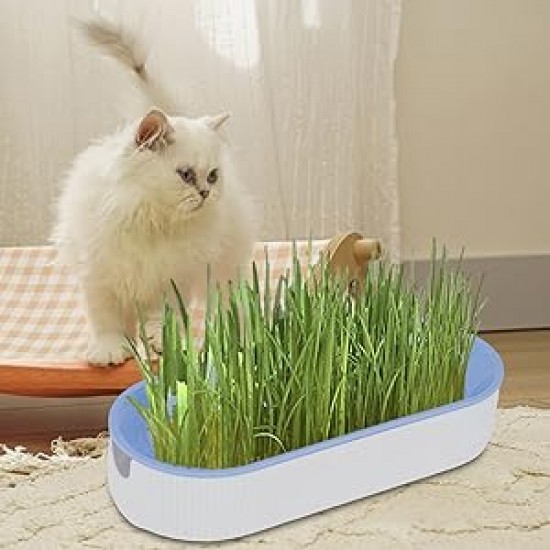 Коткешка трева за безпочвено отглеждане