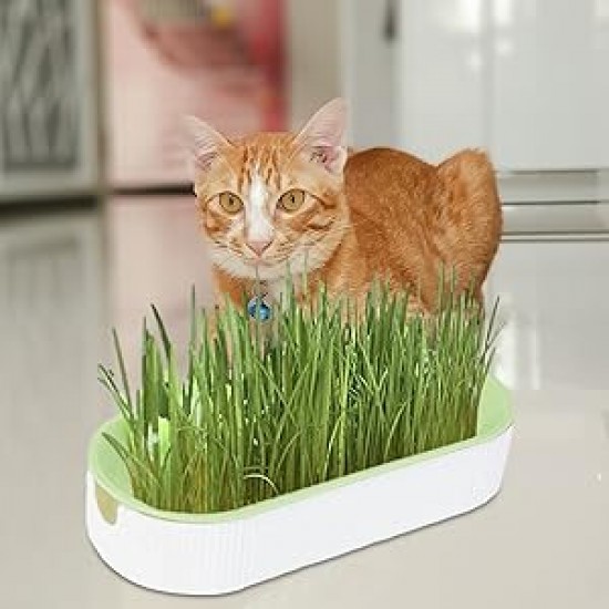 Коткешка трева за безпочвено отглеждане