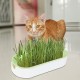 Коткешка трева за безпочвено отглеждане