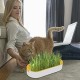 Коткешка трева за безпочвено отглеждане