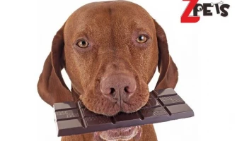 Шоколад за кучета? Всичко за новите дентални блокчета Dentalight Milky Doggy Choco Bar