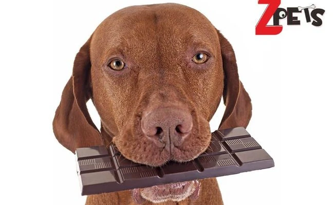 Шоколад за кучета? Всичко за новите дентални блокчета Dentalight Milky Doggy Choco Bar