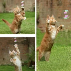 Интерактивни Сапунени Мехурчета с Валериана Catnip Bubbles за Котки, 17.7 мл