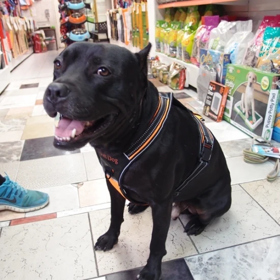Нагръдник с къса дръжка за водене SPORT DOG за куче
