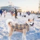 Яке КАРЕ двулицево с шушляк и полар