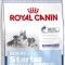 Royal Canin Maxi Starter
