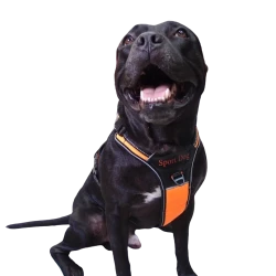 Нагръдник с къса дръжка за водене SPORT DOG за куче